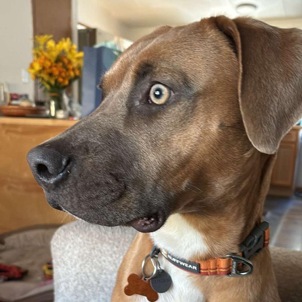 Boomer, an adoptable Hound, Mixed Breed in Bend, OR, 97702 | Photo Image 3