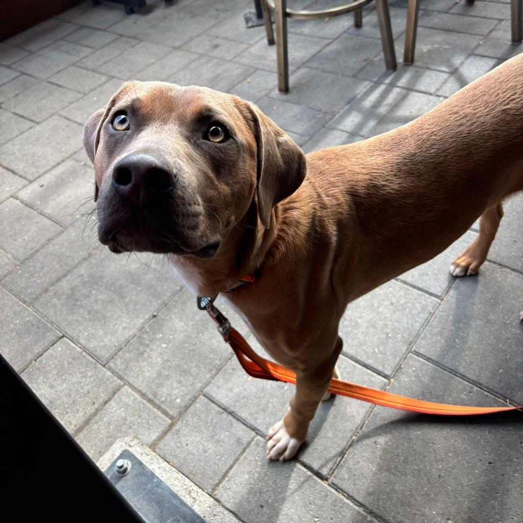 Boomer, an adoptable Hound, Mixed Breed in Bend, OR, 97702 | Photo Image 4