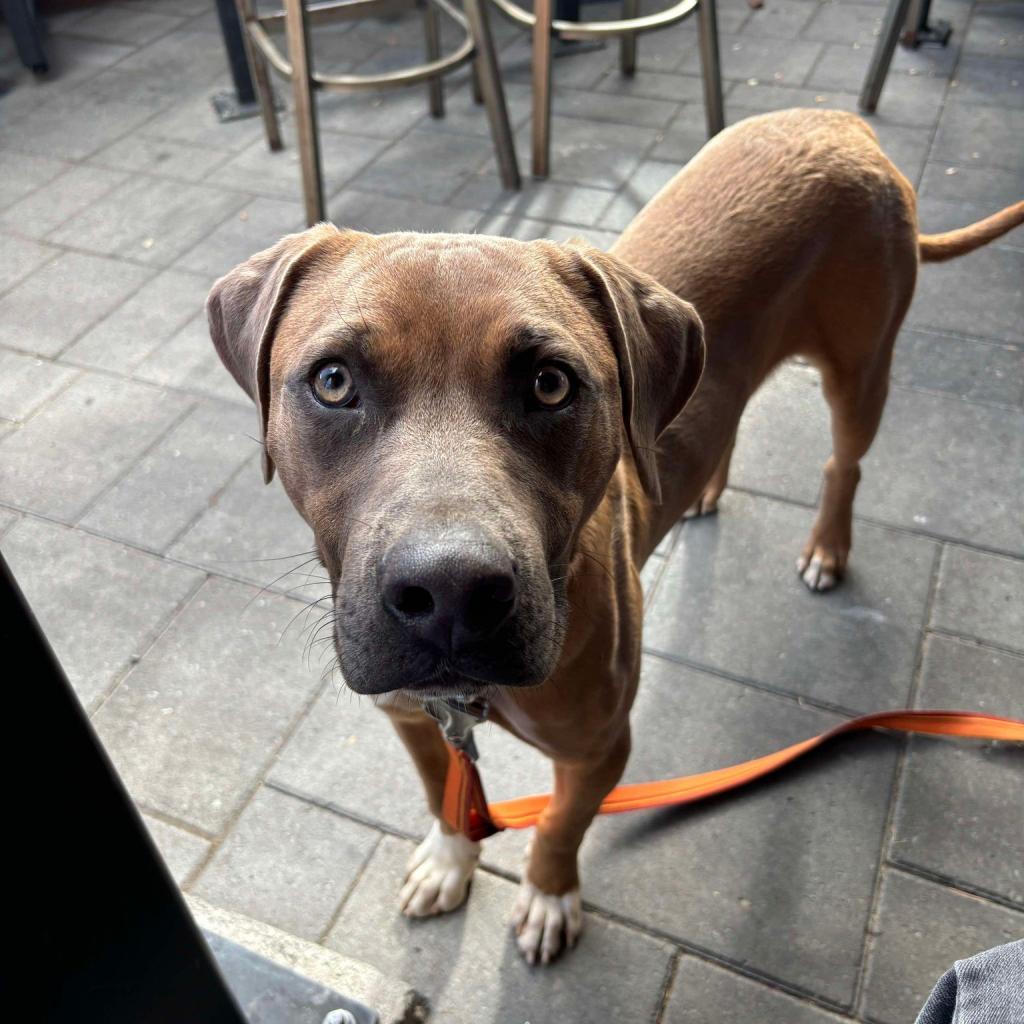 Boomer, an adoptable Hound, Mixed Breed in Bend, OR, 97702 | Photo Image 5