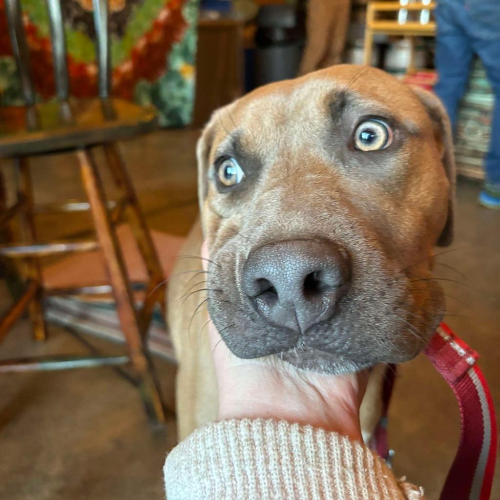Boomer, an adoptable Hound, Mixed Breed in Bend, OR, 97702 | Photo Image 6