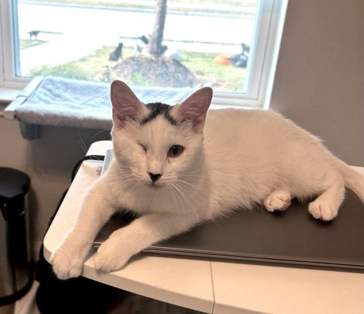 Cat for adoption Popcorn, an American Shorthair Mix in Alvin, TX