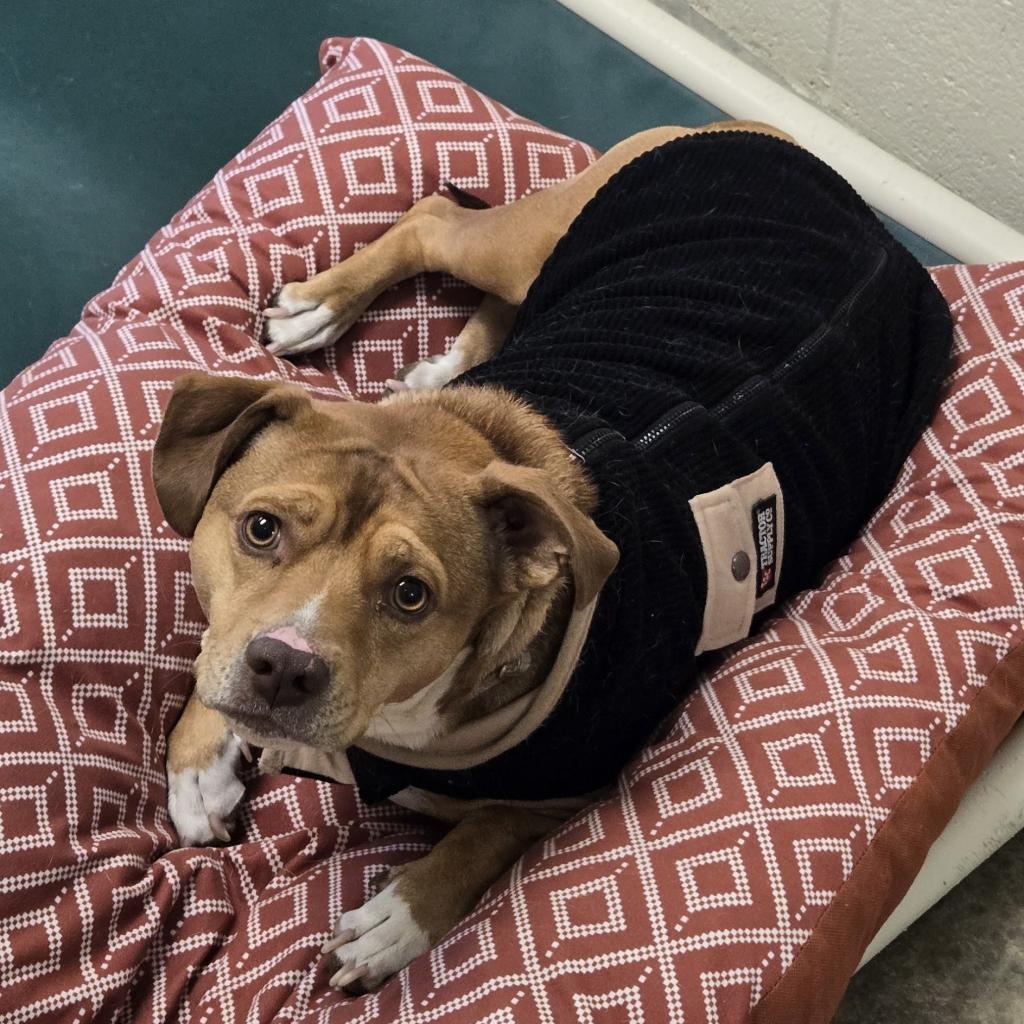 Sidney, an adoptable Pit Bull Terrier, Chihuahua in Cody, WY, 82414 | Photo Image 1