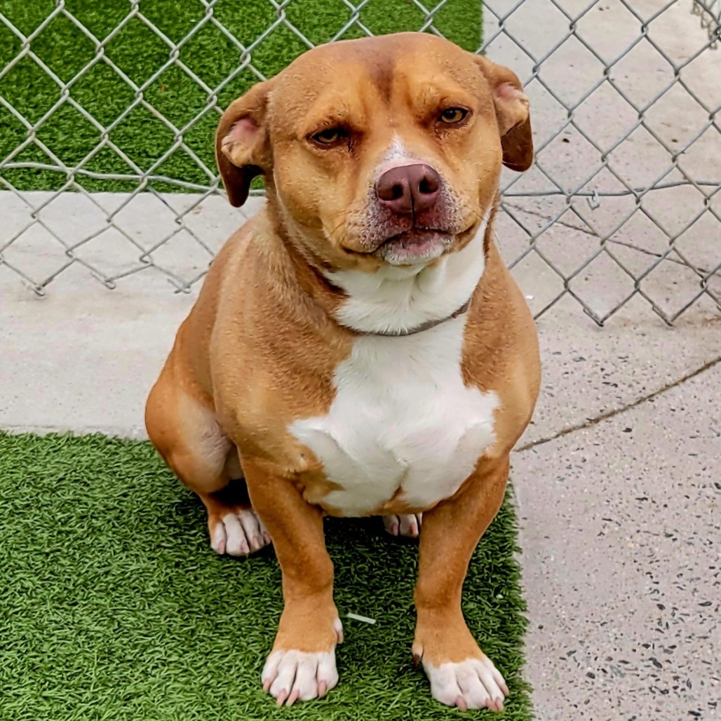 Sidney, an adoptable Pit Bull Terrier, Chihuahua in Cody, WY, 82414 | Photo Image 3