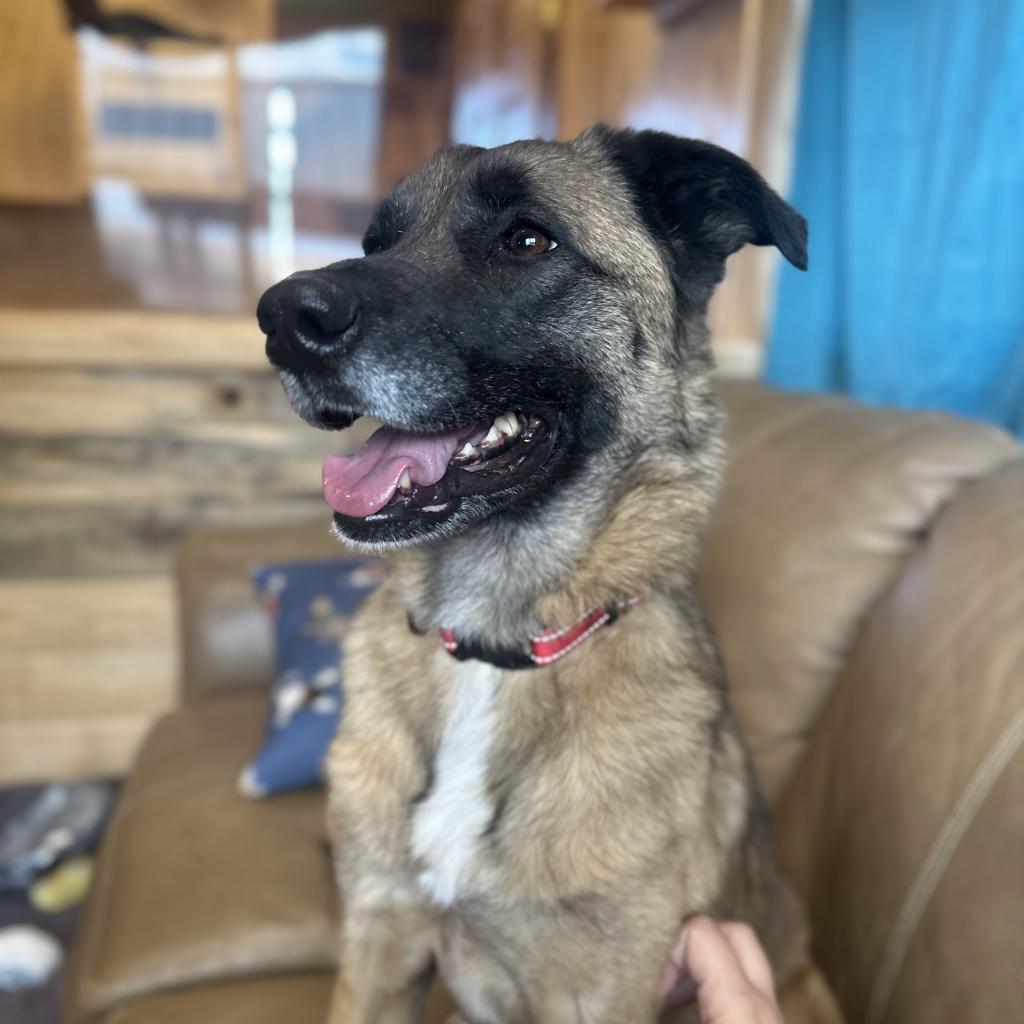 Tish, an adoptable German Shepherd Dog in Lander, WY, 82520 | Photo Image 1