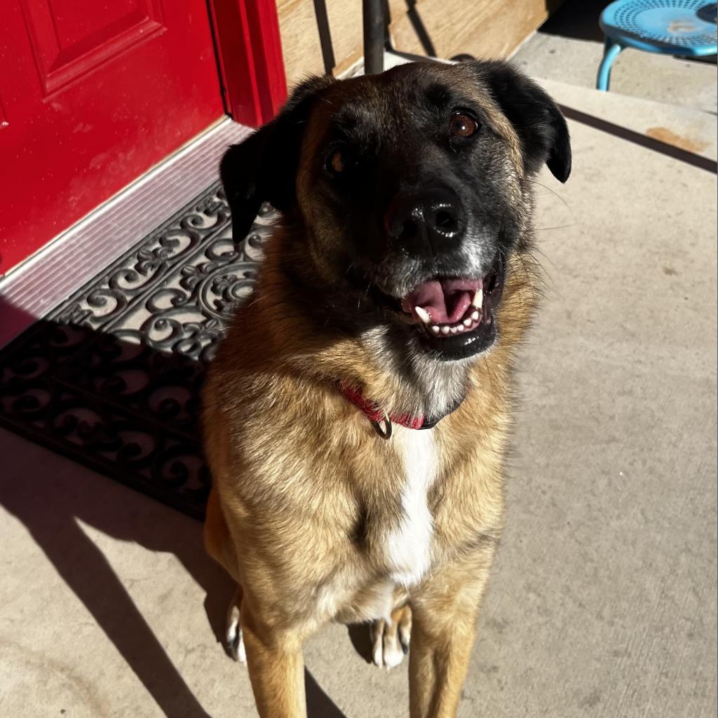 Tish, an adoptable German Shepherd Dog in Lander, WY, 82520 | Photo Image 2