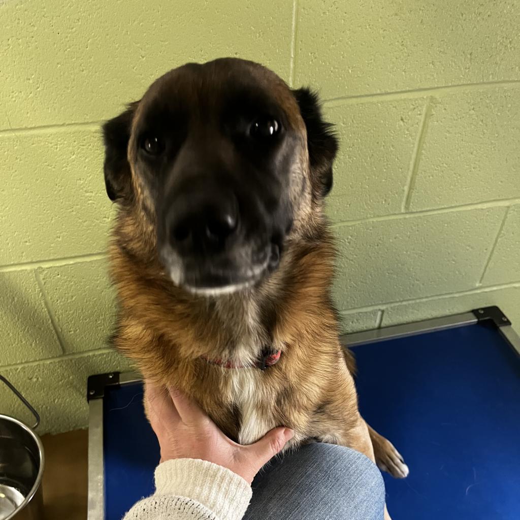 Tish, an adoptable German Shepherd Dog in Lander, WY, 82520 | Photo Image 3