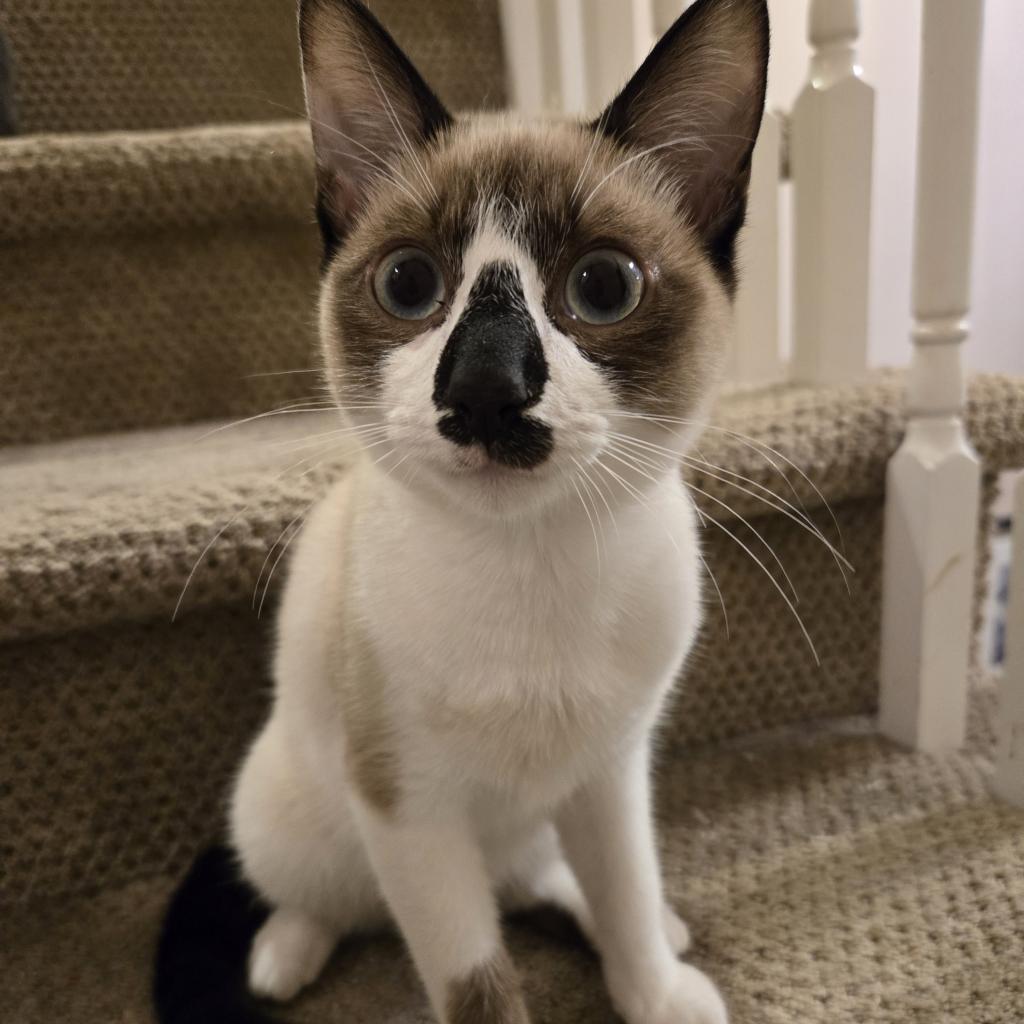 Chip, an adoptable Siamese, Snowshoe in Fayetteville, GA, 30214 | Photo Image 1