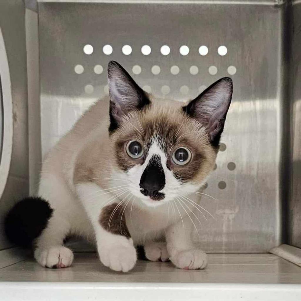 Chip, an adoptable Siamese, Snowshoe in Fayetteville, GA, 30214 | Photo Image 3