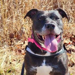Kalani, Senior Female Mixed Breed