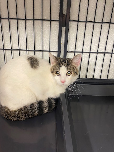 Mindy, an adoptable Domestic Medium Hair in Rock Springs, WY, 82901 | Photo Image 1