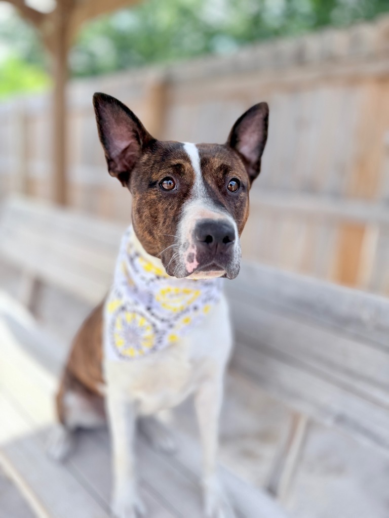 Coralee, an adoptable Mixed Breed in Muskegon, MI, 49442 | Photo Image 1