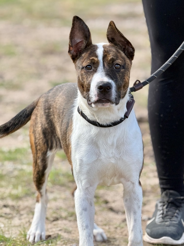 Coralee, an adoptable Mixed Breed in Muskegon, MI, 49442 | Photo Image 2