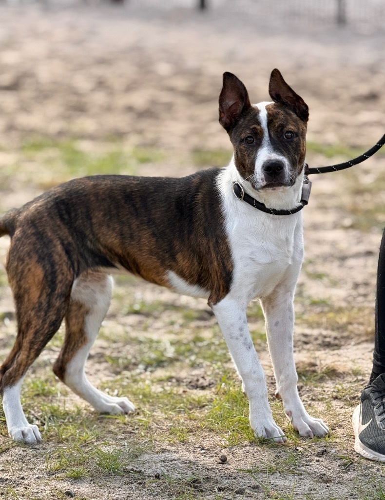 Coralee, an adoptable Mixed Breed in Muskegon, MI, 49442 | Photo Image 3
