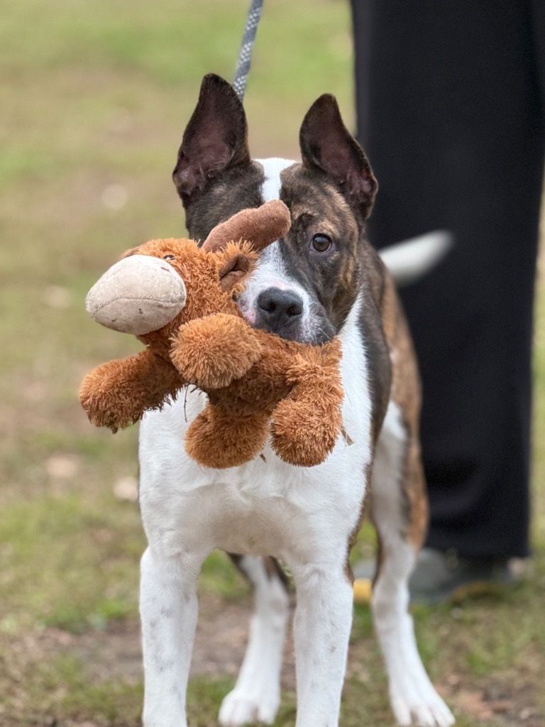 Coralee, an adoptable Mixed Breed in Muskegon, MI, 49442 | Photo Image 4