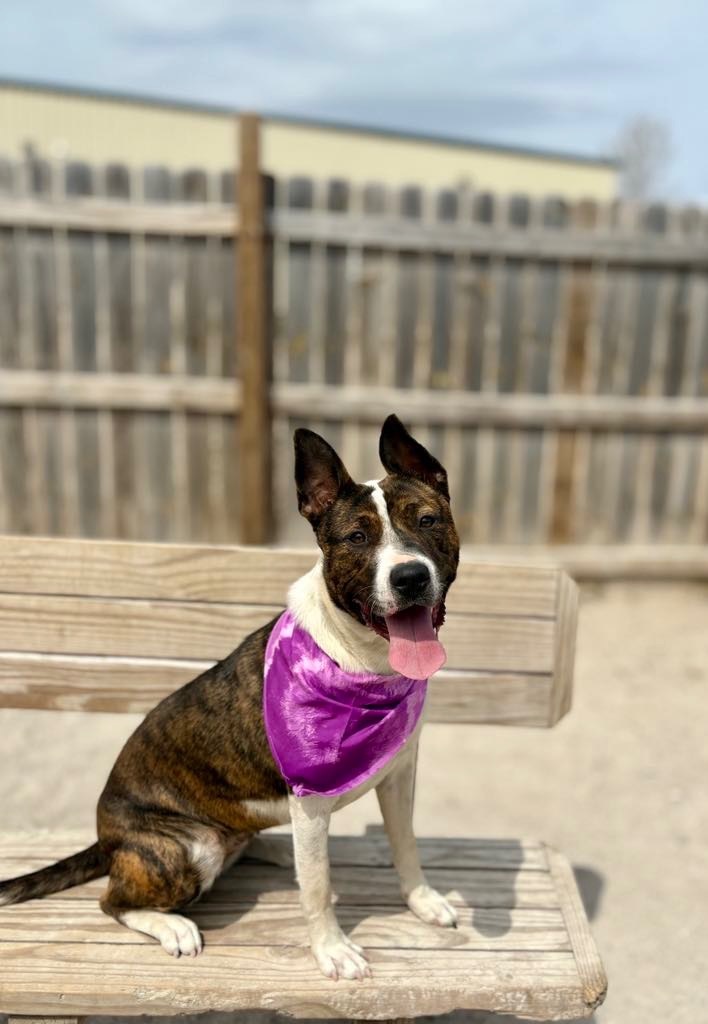 Coralee, an adoptable Mixed Breed in Muskegon, MI, 49442 | Photo Image 5