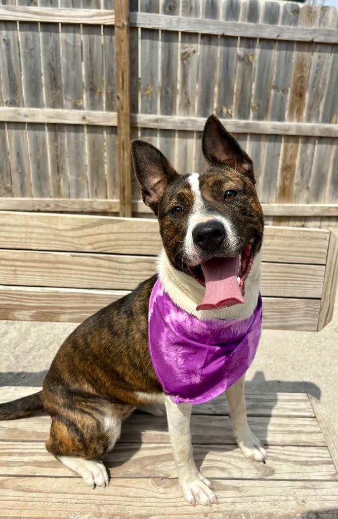 Coralee, an adoptable Mixed Breed in Muskegon, MI, 49442 | Photo Image 5