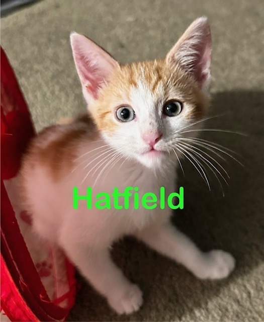 HATFIELD Kitten (m)