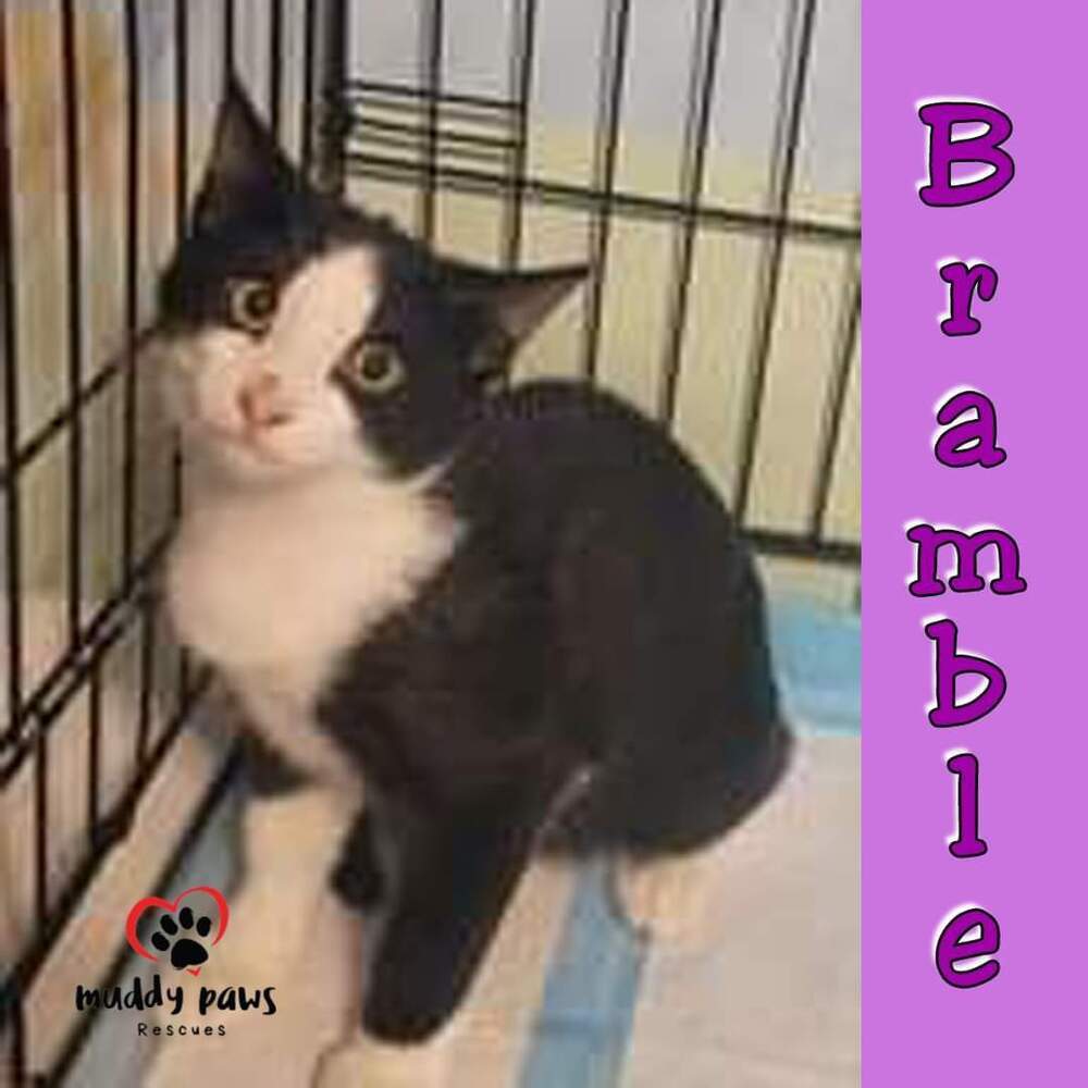 Alphabet Litter: Bramble