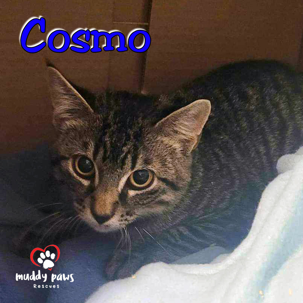 Alphabet Litter: Cosmo, an adoptable Domestic Short Hair in Council Bluffs, IA, 51503 | Photo Image 1