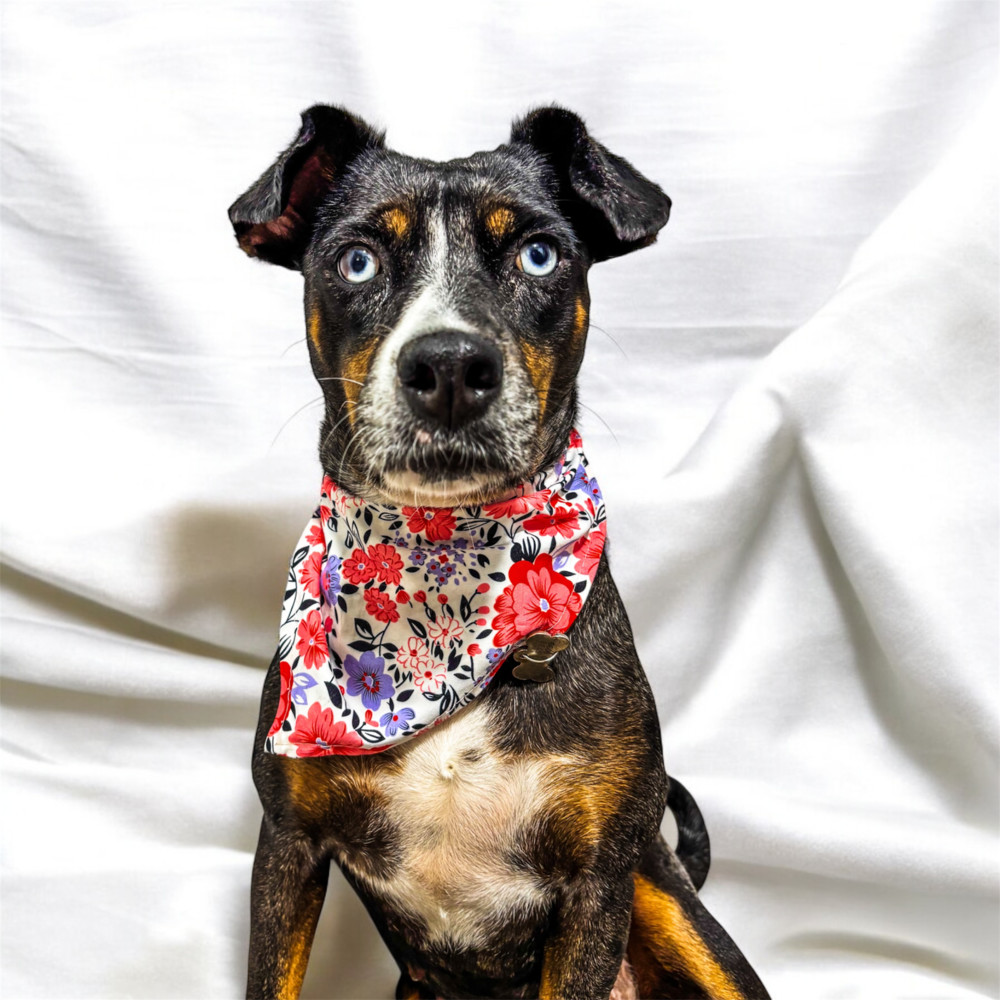 MACI, an adoptable Shepherd, Labrador Retriever in Jardines de San Manuel, PUE, 72570 | Photo Image 1