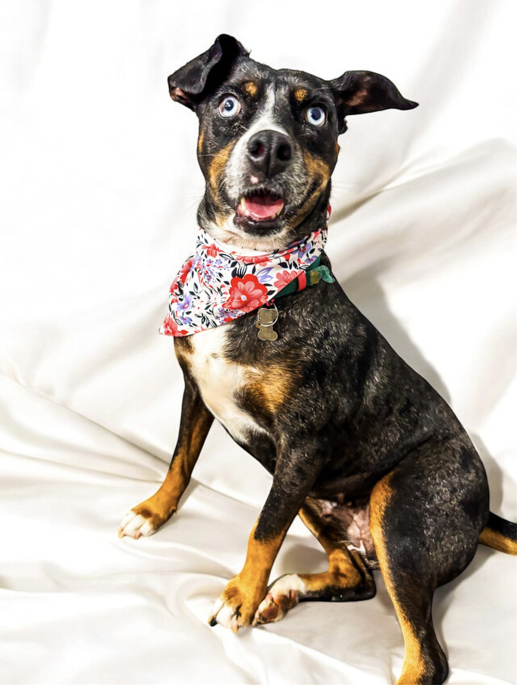MACI, an adoptable Shepherd, Labrador Retriever in Jardines de San Manuel, PUE, 72570 | Photo Image 2