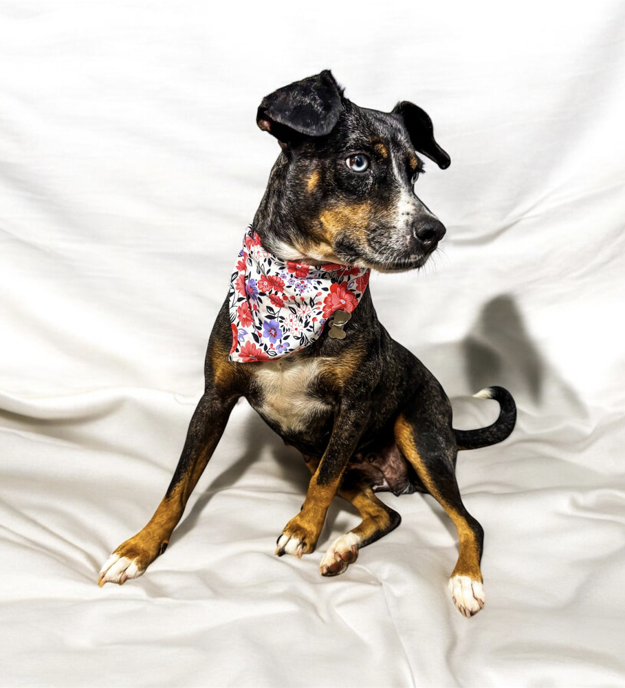 MACI, an adoptable Shepherd, Labrador Retriever in Jardines de San Manuel, PUE, 72570 | Photo Image 3