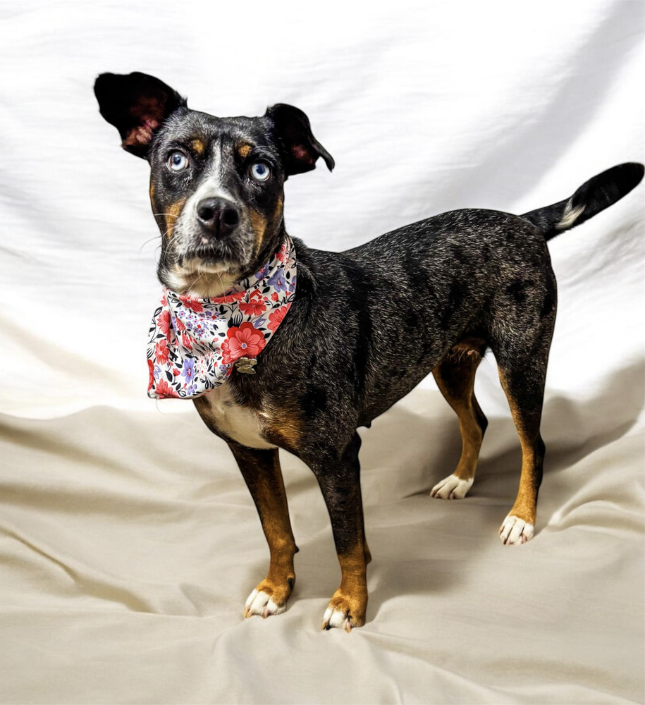 MACI, an adoptable Shepherd, Labrador Retriever in Jardines de San Manuel, PUE, 72570 | Photo Image 4