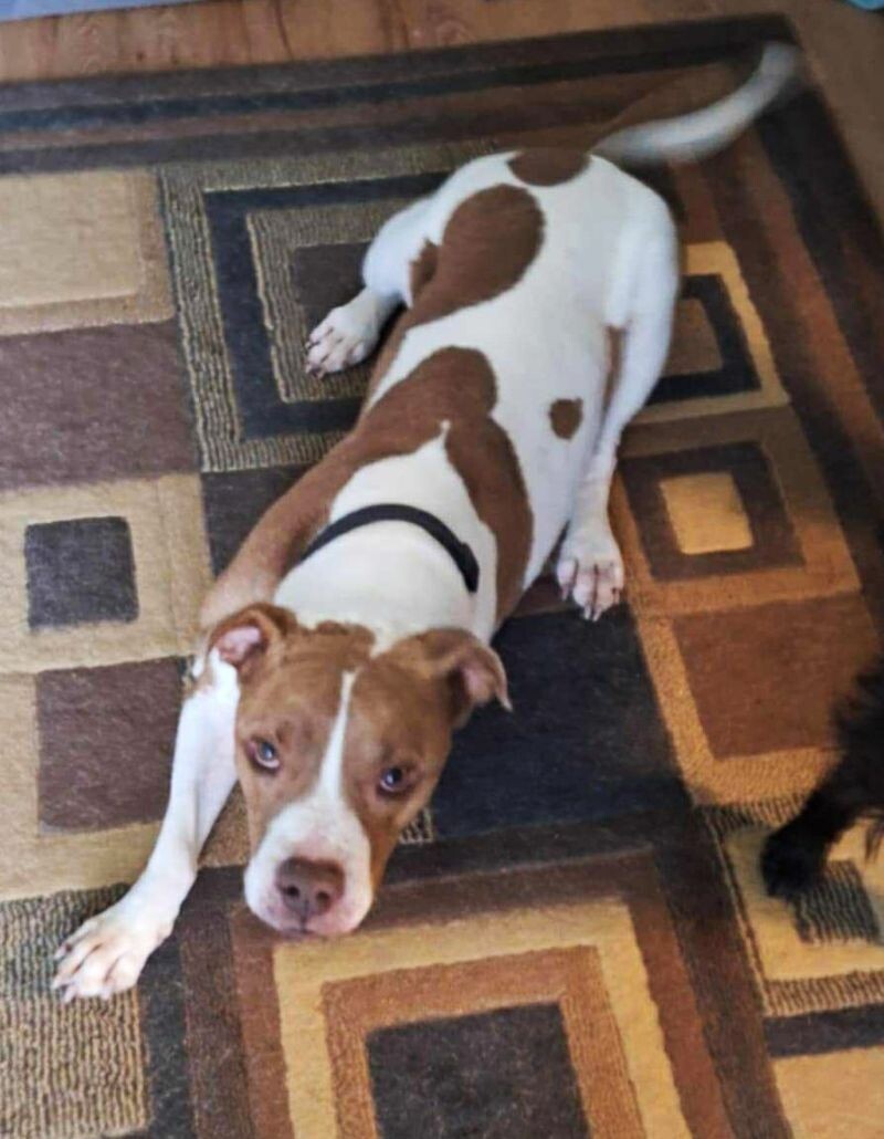 Conan, an adoptable Pit Bull Terrier, Mixed Breed in Windsor, CO, 80550 | Photo Image 1