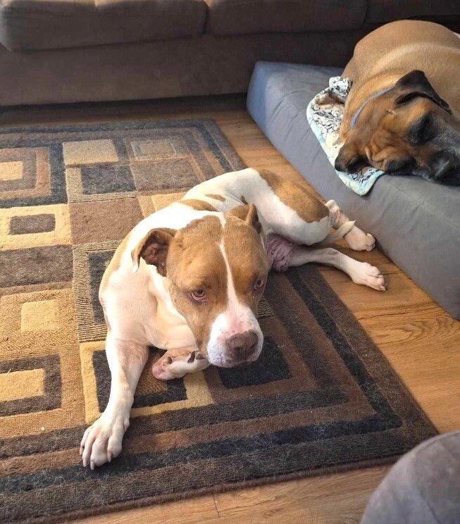 Conan, an adoptable Pit Bull Terrier, Mixed Breed in Windsor, CO, 80550 | Photo Image 2