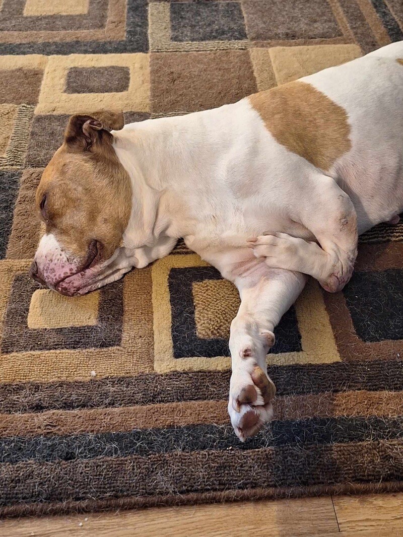 Conan, an adoptable Pit Bull Terrier, Mixed Breed in Windsor, CO, 80550 | Photo Image 3