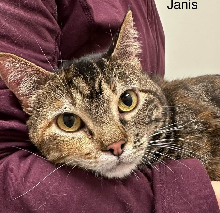 Janis