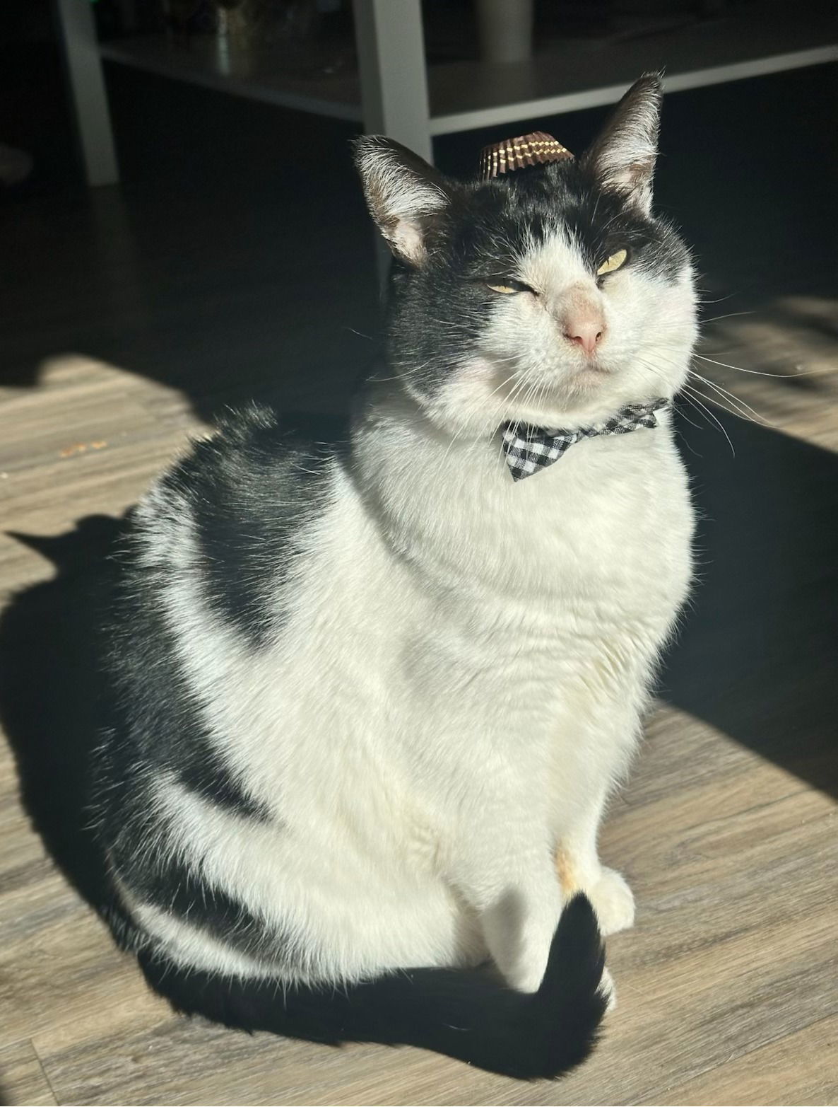 Miss Pickles