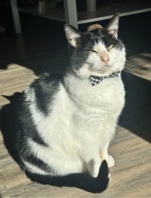 Miss Pickles, Adult Female unknown
