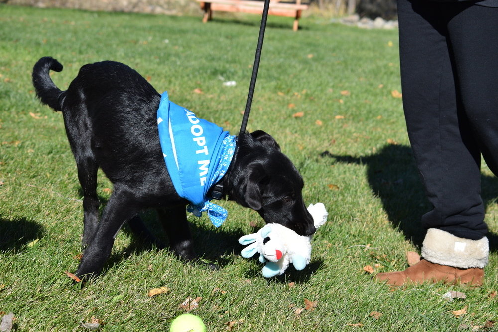 Crow, an adoptable Labrador Retriever, Collie in Salmon, ID, 83467 | Photo Image 3