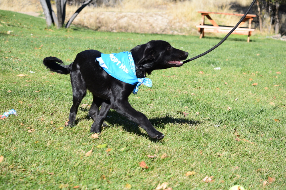 Crow, an adoptable Labrador Retriever, Collie in Salmon, ID, 83467 | Photo Image 5