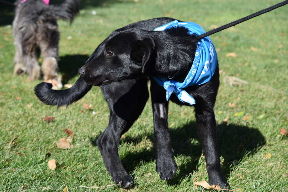 Crow, an adoptable Labrador Retriever, Collie in Salmon, ID, 83467 | Photo Image 6