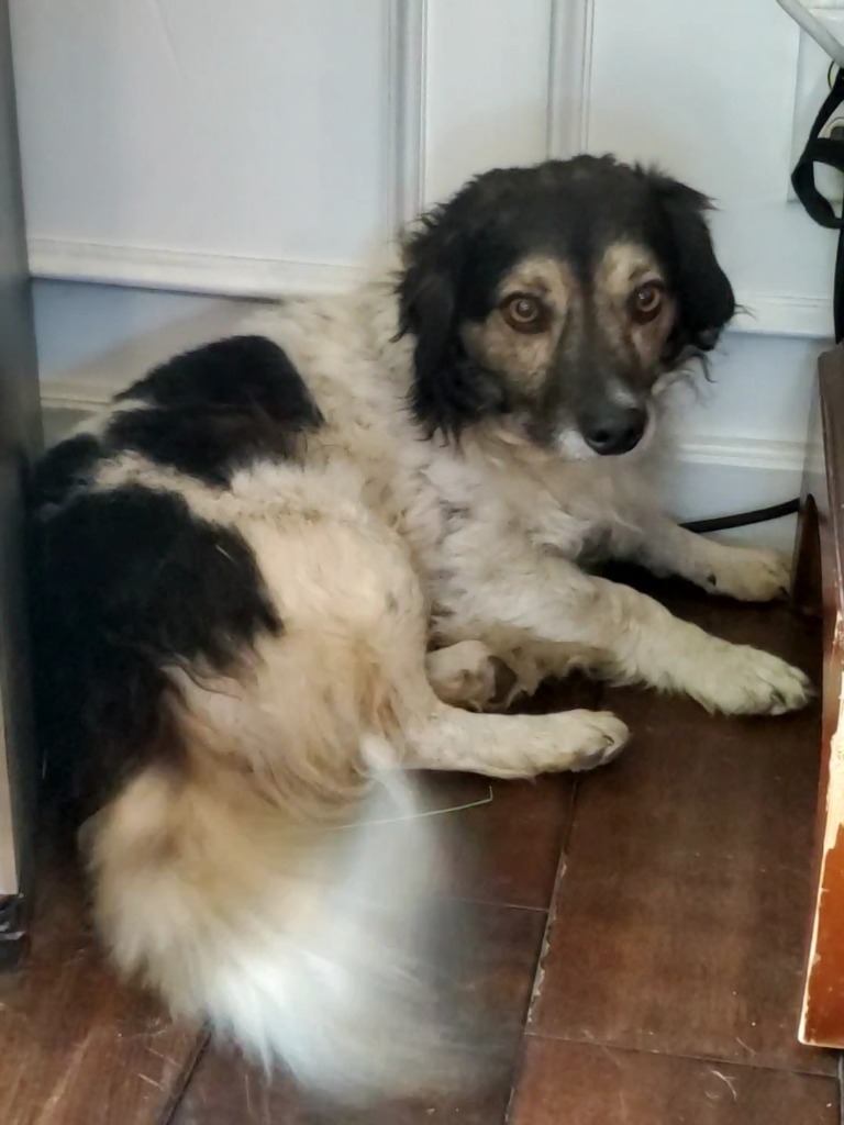 Pancetta "Pan, an adoptable Cocker Spaniel, Collie in Claremore, OK, 74017 | Photo Image 2