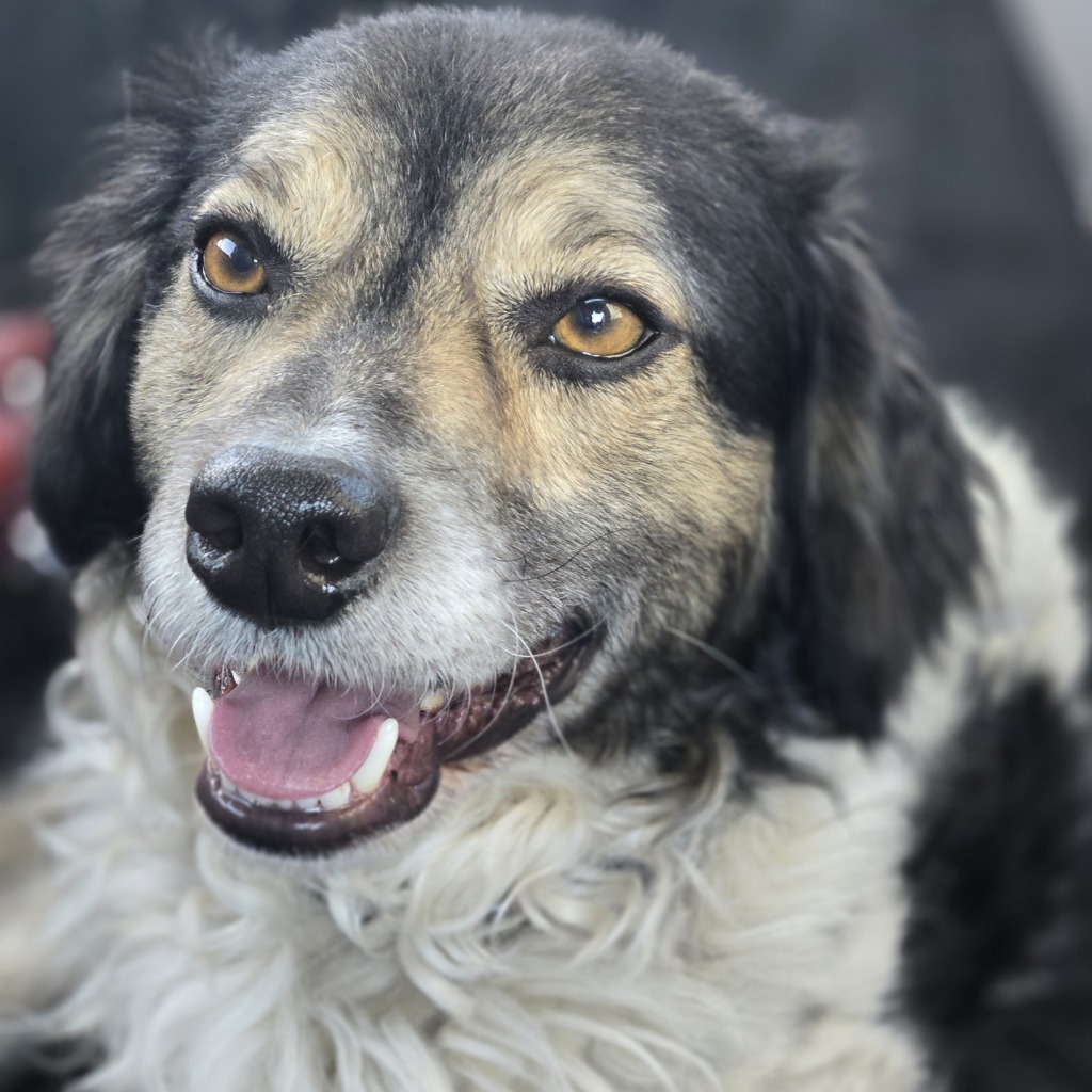 Pancetta "Pan, an adoptable Cocker Spaniel, Collie in Claremore, OK, 74017 | Photo Image 3