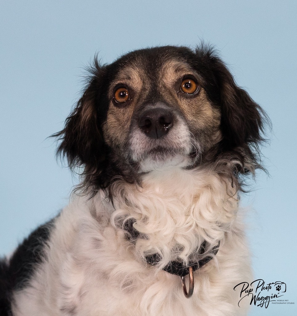 Pancetta "Pan, an adoptable Cocker Spaniel, Collie in Claremore, OK, 74017 | Photo Image 4