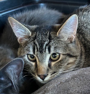 Jiggily, an adoptable Domestic Long Hair in Grand Junction, CO, 81505 | Photo Image 1