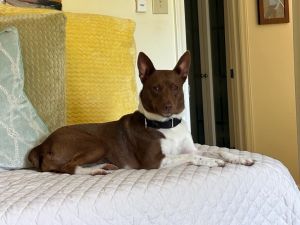 Phoebe, Young Female Chihuahua