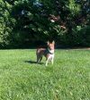 Phoebe photo 6