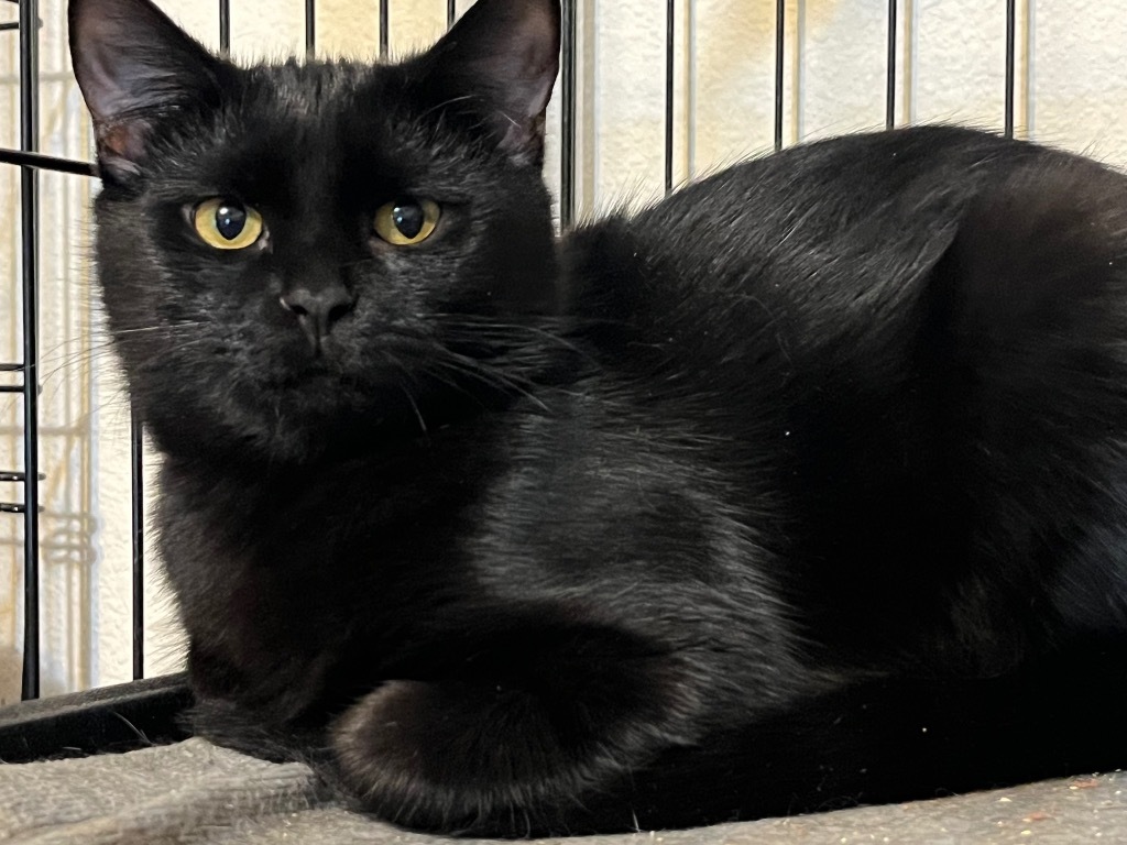 Gertie, an adoptable Domestic Short Hair in Thompson Falls, MT, 59873 | Photo Image 1