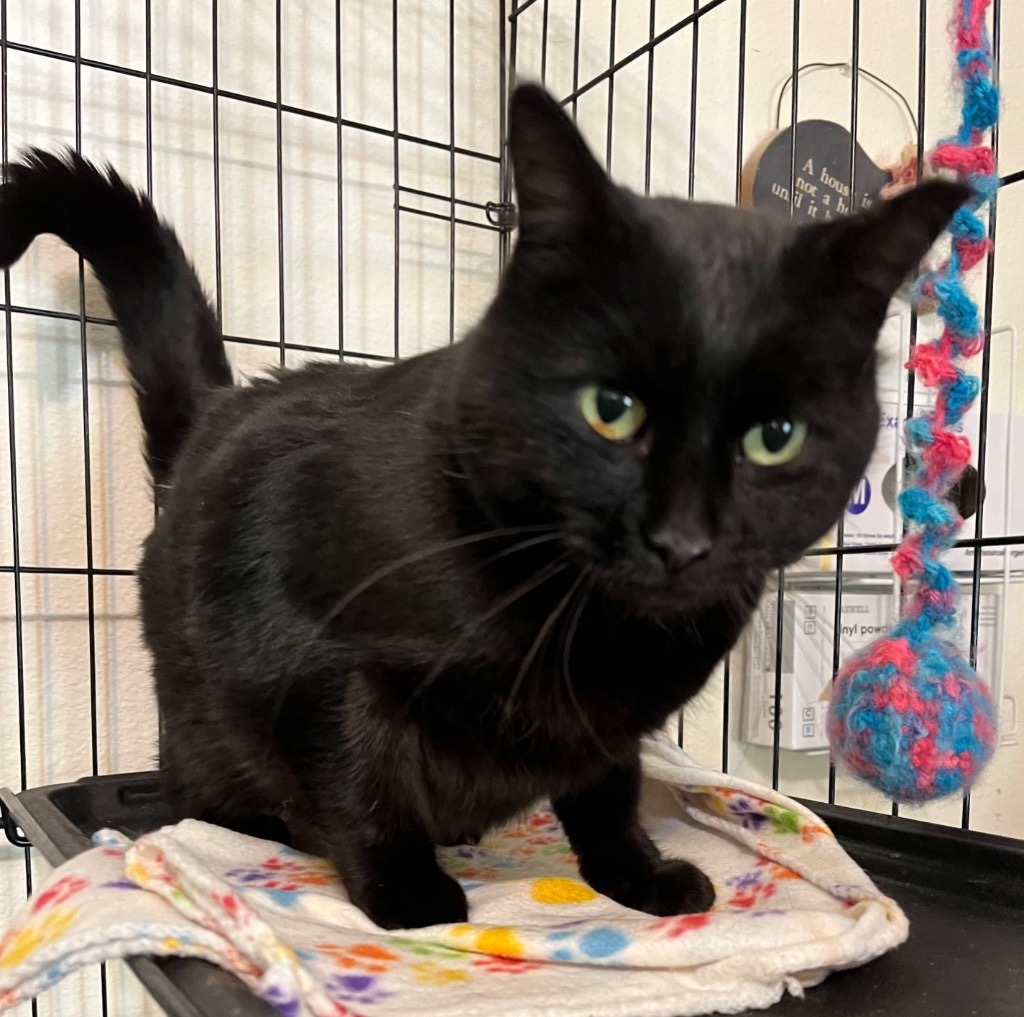 Gertie, an adoptable Domestic Short Hair in Thompson Falls, MT, 59873 | Photo Image 2