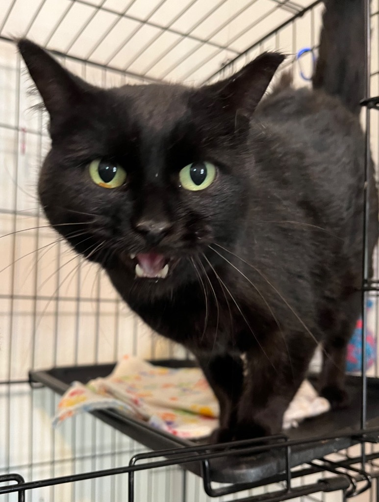 Gertie, an adoptable Domestic Short Hair in Thompson Falls, MT, 59873 | Photo Image 3