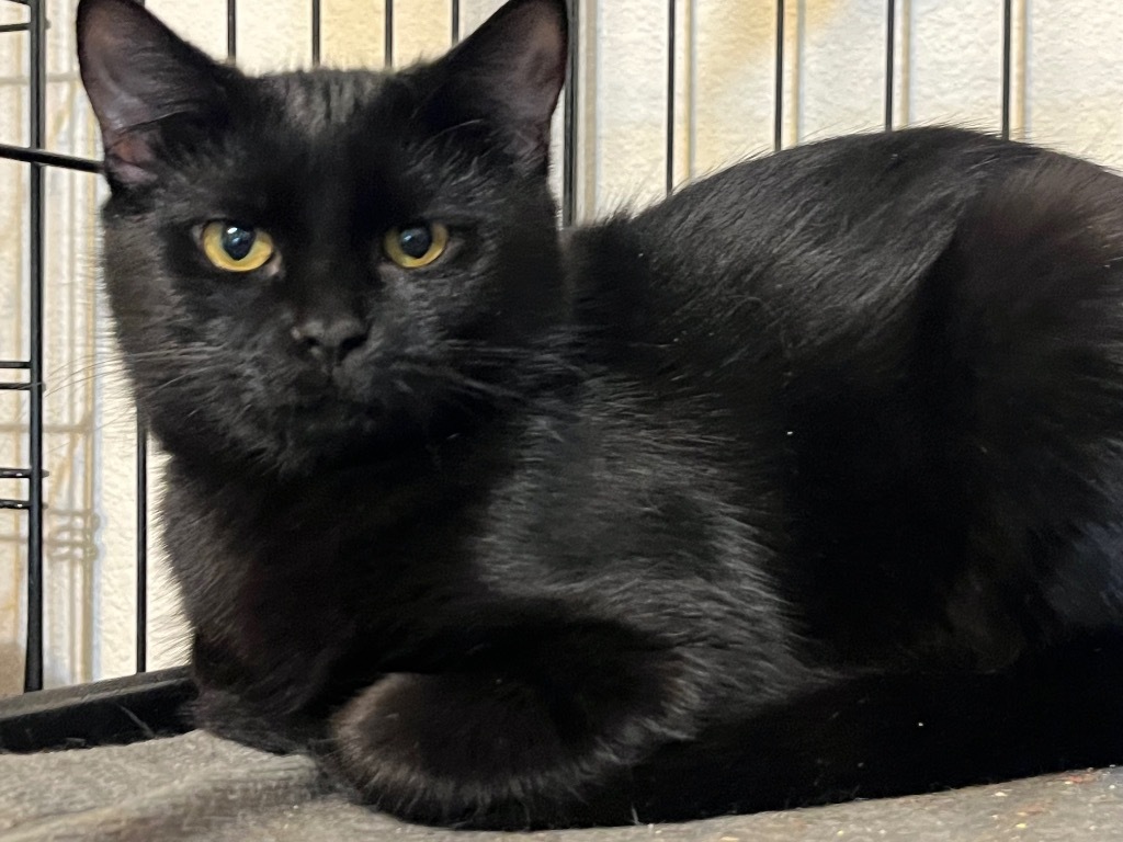 Gertie, an adoptable Domestic Short Hair in Thompson Falls, MT, 59873 | Photo Image 4