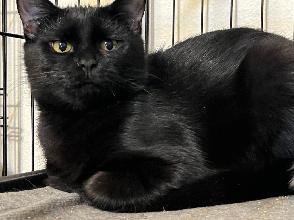 Gertie, an adoptable Domestic Short Hair in Thompson Falls, MT, 59873 | Photo Image 5