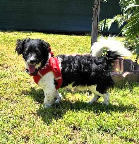 Chance, an adoptable Spaniel, Dachshund in Pittsburg, CA, 94565 | Photo Image 1