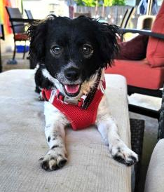 Chance, an adoptable Spaniel, Dachshund in Pittsburg, CA, 94565 | Photo Image 2