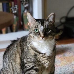 Eggshell Domestic Short Hair Cat